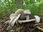 Fehér galóca (Amanita verna), Dél-Pest